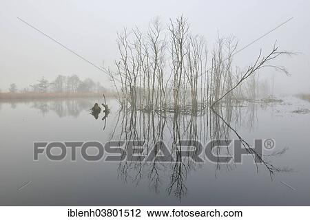 Stock Image - "Rewetted high moor in fog, Emsland, Lower Saxony, Germany, Europe". Fotosearch