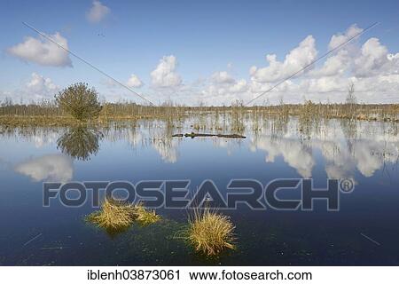 Stock Image - "Rewetted moor, Hahnenmoor, Emsland, Lower Saxony, Germany, Europe". Fotosearch