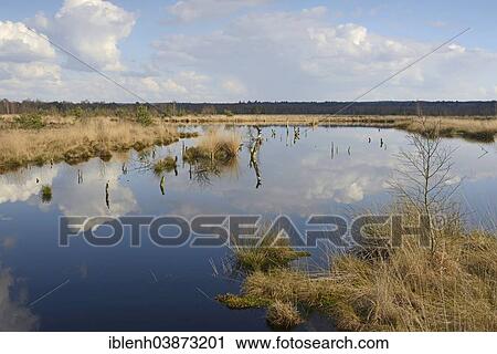 Stock Image - "Rewetted moor, Hahnenmoor, Emsland, Lower Saxony, Germany, Europe". Fotosearch