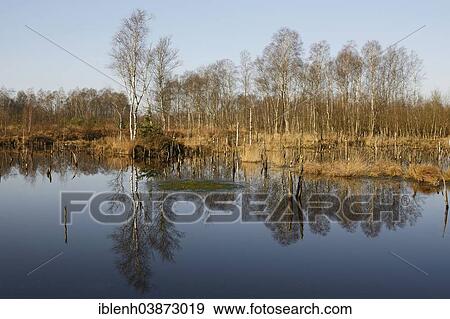 "Rewetted moor, Hahnenmoor, Emsland, Lower Saxony, Germany, Europe" View Large Photo Image Stock Photo - "Rewetted moor, Hahnenmoor, Emsland, Lower Saxony, Germany, Europe". Fotosearch
