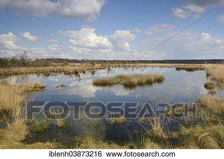 "Rewetted moor, Hahnenmoor, Emsland, Lower Saxony, Germany, Europe" View Large Photo Image Stock Photograph - "Rewetted moor, Hahnenmoor, Emsland, Lower Saxony, Germany, Europe". Fotosearch