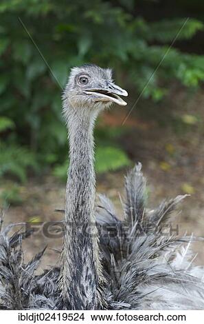 Rhea (Rhea americana), Chile, South America View Large Photo Image Picture - Rhea (Rhea americana), Chile, South America. Fotosearch