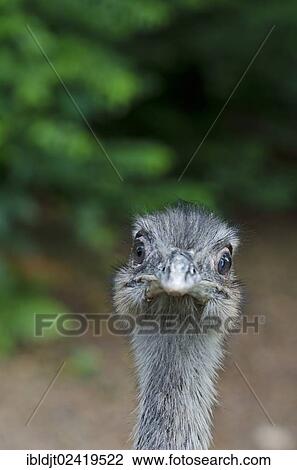 Rhea (Rhea americana), Chile, South America View Large Photo Image Stock Image - Rhea (Rhea americana), Chile, South America. Fotosearch
