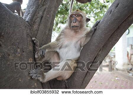 "Rhesus Macaque (Macaca mulatta), Khao Takiab, Hua Hin, Thailand, Asia" View Large Photo Image Stock Image - "Rhesus Macaque (Macaca mulatta), Khao Takiab, Hua Hin, Thailand, Asia". Fotosearch