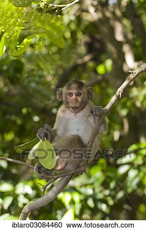 "Rhesus macaque or monkey (Macaca mulatta), Yok Don Nationalpark, Vietnam, Asia" View Large Photo Image Stock Image - "Rhesus macaque or monkey (Macaca mulatta), Yok Don Nationalpark, Vietnam, Asia". Fotosearch