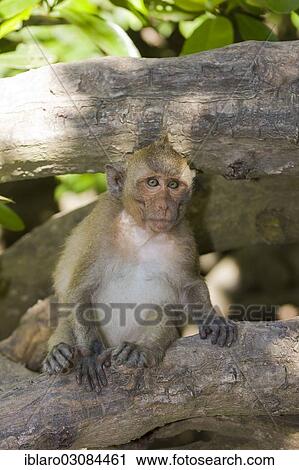 "Rhesus macaque or monkey (Macaca mulatta), Yok Don Nationalpark, Vietnam, Asia" View Large Photo Image Stock Image - "Rhesus macaque or monkey (Macaca mulatta), Yok Don Nationalpark, Vietnam, Asia". Fotosearch