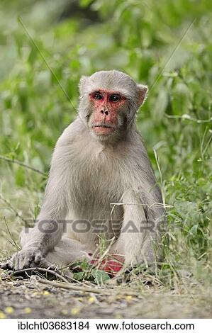"Rhesus Macaque or Rhesus Monkey (Macaca mulatta), male, Keoladeo National Park, Bharatpur, Rajasthan, India, Asia" View Large Photo Image Picture - "Rhesus Macaque or Rhesus Monkey (Macaca mulatta), male, Keoladeo National Park, Bharatpur, Rajasthan, India, Asia". Fotosearch