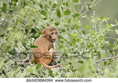 Picture - "Rhesus Macaque or Rhesus Monkey (Macaca mulatta), infant, Keoladeo National Park, Bharatpur, Rajasthan, India, Asia". Fotosearch