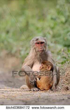 "Rhesus Macaque or Rhesus Monkey (Macaca mulatta), female suckling an infant, Keoladeo National Park, Bharatpur, Rajasthan, India, Asia" View Large Photo Image Stock Image - "Rhesus Macaque or Rhesus Monkey (Macaca mulatta), female suckling an infant, Keoladeo National Park, Bharatpur, Rajasthan, India, Asia". Fotosearch
