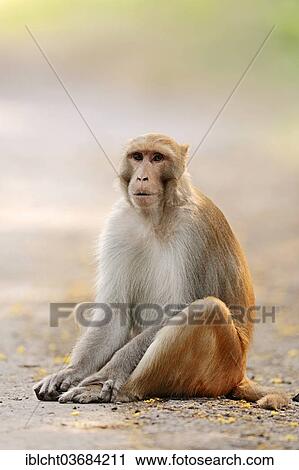 Stock Image - "Rhesus Macaque or Rhesus Monkey (Macaca mulatta), male, Keoladeo National Park, Bharatpur, Rajasthan, India, Asia". Fotosearch
