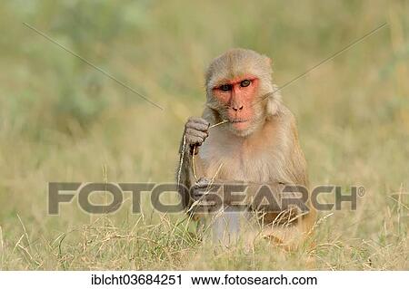 "Rhesus Macaque or Rhesus Monkey (Macaca mulatta), female, Keoladeo National Park, Bharatpur, Rajasthan, India, Asia" View Large Photo Image Stock Image - "Rhesus Macaque or Rhesus Monkey (Macaca mulatta), female, Keoladeo National Park, Bharatpur, Rajasthan, India, Asia". Fotosearch