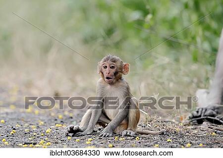 Stock Image - "Rhesus Macaque or Rhesus Monkey (Macaca mulatta), infant, Keoladeo National Park, Bharatpur, Rajasthan, India, Asia". Fotosearch