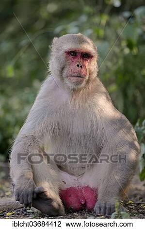 "Rhesus Macaque or Rhesus Monkey (Macaca mulatta), male, Keoladeo National Park, Bharatpur, Rajasthan, India, Asia" View Large Photo Image Stock Image - "Rhesus Macaque or Rhesus Monkey (Macaca mulatta), male, Keoladeo National Park, Bharatpur, Rajasthan, India, Asia". Fotosearch