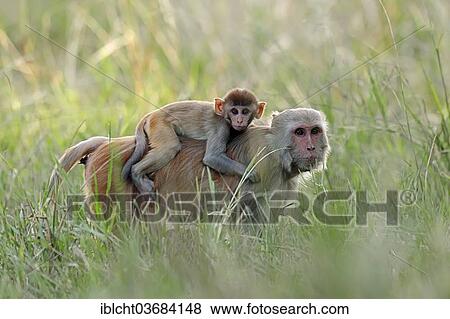 "Rhesus Macaque or Rhesus Monkey (Macaca mulatta), female carrying an infant on her back, Keoladeo National Park, Bharatpur, Rajasthan, India, Asia" View Large Photo Image Stock Photo - "Rhesus Macaque or Rhesus Monkey (Macaca mulatta), female carrying an infant on her back, Keoladeo National Park, Bharatpur, Rajasthan, India, Asia". Fotosearch