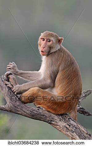 "Rhesus Macaque or Rhesus Monkey (Macaca mulatta), male, Keoladeo National Park, Bharatpur, Rajasthan, India, Asia" View Large Photo Image Stock Photo - "Rhesus Macaque or Rhesus Monkey (Macaca mulatta), male, Keoladeo National Park, Bharatpur, Rajasthan, India, Asia". Fotosearch