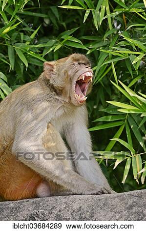 "Rhesus Macaque or Rhesus Monkey (Macaca mulatta), male yawning, Keoladeo National Park, Bharatpur, Rajasthan, India, Asia" View Large Photo Image Stock Photo - "Rhesus Macaque or Rhesus Monkey (Macaca mulatta), male yawning, Keoladeo National Park, Bharatpur, Rajasthan, India, Asia". Fotosearch