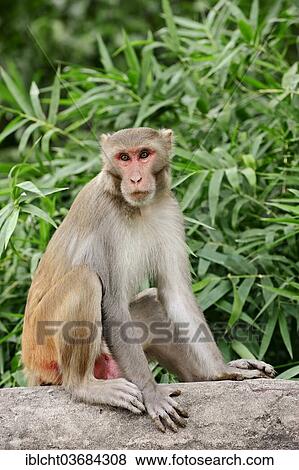 Stock Photo - "Rhesus Macaque or Rhesus Monkey (Macaca mulatta), male, Keoladeo National Park, Bharatpur, Rajasthan, India, Asia". Fotosearch