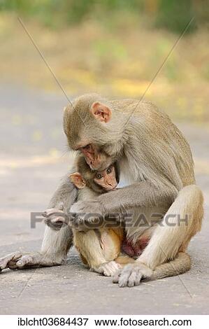 "Rhesus Macaque or Rhesus Monkey (Macaca mulatta), female suckling an infant, Keoladeo National Park, Bharatpur, Rajasthan, India, Asia" View Large Photo Image Stock Photo - "Rhesus Macaque or Rhesus Monkey (Macaca mulatta), female suckling an infant, Keoladeo National Park, Bharatpur, Rajasthan, India, Asia". Fotosearch