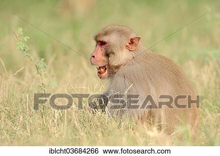 Stock Photograph - "Rhesus Macaque or Rhesus Monkey (Macaca mulatta), male, Keoladeo National Park, Bharatpur, Rajasthan, India, Asia". Fotosearch