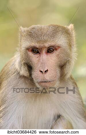 "Rhesus Macaque or Rhesus Monkey (Macaca mulatta), male, portrait, Keoladeo National Park, Bharatpur, Rajasthan, India, Asia" View Large Photo Image Stock Photograph - "Rhesus Macaque or Rhesus Monkey (Macaca mulatta), male, portrait, Keoladeo National Park, Bharatpur, Rajasthan, India, Asia". Fotosearch