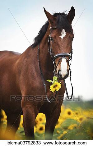 "Rhinelander, brown with markings, gelding with English bridle standing in sunflower field with sunflower in his mouth" View Large Photo Image Stock Image - "Rhinelander, brown with markings, gelding with English bridle standing in sunflower field with sunflower in his mouth". Fotosearch