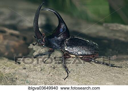 "Rhinoceros Beetle from the subfamily of giant beetles (Dynastinae), Tambopata Nature Reserve, Madre de Dios Region, Peru, South America" View Large Photo Image Stock Image - "Rhinoceros Beetle from the subfamily of giant beetles (Dynastinae), Tambopata Nature Reserve, Madre de Dios Region, Peru, South America". Fotosearch