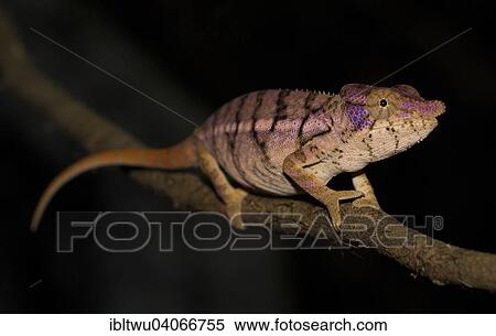 "Rhinoceros Chameleon (Furcifer rhinoceratus) in the dry forests of Ankarafantsikas, Western Madagascar, Madagascar, Africa" View Large Photo Image Stock Photography - "Rhinoceros Chameleon (Furcifer rhinoceratus) in the dry forests of Ankarafantsikas, Western Madagascar, Madagascar, Africa". Fotosearch