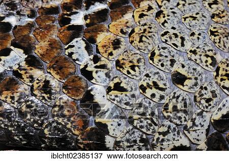 "Rhinoceros Horned Viper, Riverjack or Horned Puff Adder (Bitis nasicornis), venomous snake, skin detail, native to Africa, in captivity, Germany, Europe" View Large Photo Image Stock Photo - "Rhinoceros Horned Viper, Riverjack or Horned Puff Adder (Bitis nasicornis), venomous snake, skin detail, native to Africa, in captivity, Germany, Europe". Fotosearch