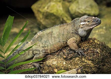 Stock Image - "Rhinoceros Iguana (Cyclura cornuta), Singapore Zoo, Singapore, Asia". Fotosearch