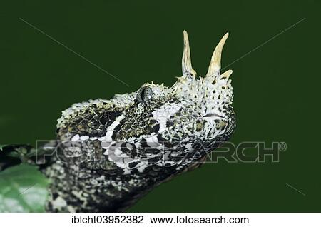 "Rhinoceros viper (Bitis nasicornis), native to Africa, captive, Germany, Europe" View Large Photo Image Stock Image - "Rhinoceros viper (Bitis nasicornis), native to Africa, captive, Germany, Europe". Fotosearch