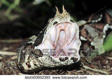 Stock Image - "Rhinoceros viper (Bitis nasicornis) with open mouth, native to Africa, captive, Germany, Europe". Fotosearch