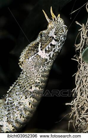 Stock Photograph - "Rhinoceros viper (Bitis nasicornis), native to Africa, captive, Germany, Europe". Fotosearch