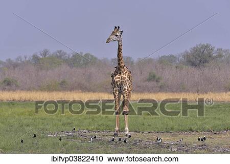 Stock Image - "Rhodesian giraffe (Giraffa camelopardalis thornicrofti), South Luangwa National Park, Zambia, Africa". Fotosearch