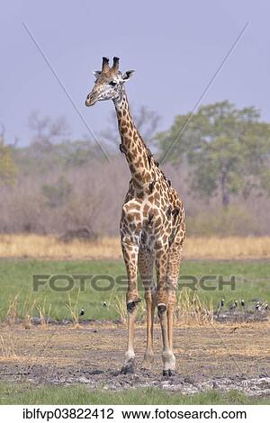 Stock Image - "Rhodesian giraffe (Giraffa camelopardalis thornicrofti), South Luangwa National Park, Zambia, Africa". Fotosearch