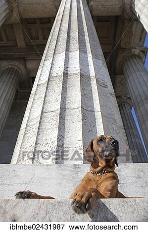 "Rhodesian Ridgeback bitch lying on the stairs of the Walhalla near Donaustauf, Bavaria, Germany, Europe" View Large Photo Image Stock Photo - "Rhodesian Ridgeback bitch lying on the stairs of the Walhalla near Donaustauf, Bavaria, Germany, Europe". Fotosearch