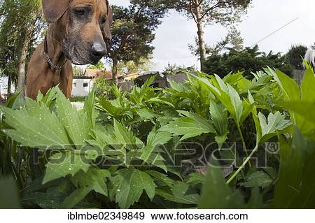 Rhodesian Ridgeback dog observing a cat that has been hiding in the thicket of leaves View Large Photo Image Stock Photo - Rhodesian Ridgeback dog observing a cat that has been hiding in the thicket of leaves. Fotosearch
