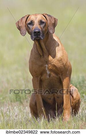 Rhodesian Ridgeback dog sitting in a meadow View Large Photo Image Stock Image - Rhodesian Ridgeback dog sitting in a meadow. Fotosearch