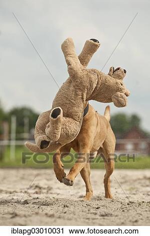 "Rhodesian Ridgeback mixed breed dog fetching a stuffed toy, Germany, Europe" View Large Photo Image Stock Image - "Rhodesian Ridgeback mixed breed dog fetching a stuffed toy, Germany, Europe". Fotosearch
