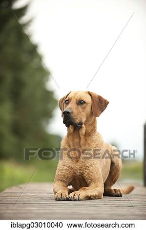 "Rhodesian Ridgeback mixed breed dog lying on a dock, Germany, Europe" View Large Photo Image Stock Image - "Rhodesian Ridgeback mixed breed dog lying on a dock, Germany, Europe". Fotosearch