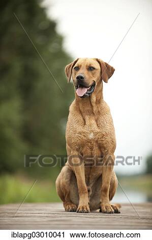"Rhodesian Ridgeback mixed breed dog sitting on a dock, Germany, Europe" View Large Photo Image Stock Image - "Rhodesian Ridgeback mixed breed dog sitting on a dock, Germany, Europe". Fotosearch