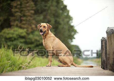 "Rhodesian Ridgeback mixed breed dog lying on a dock, Germany, Europe" View Large Photo Image Stock Image - "Rhodesian Ridgeback mixed breed dog lying on a dock, Germany, Europe". Fotosearch