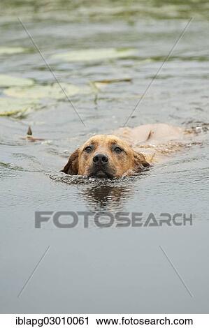 "Rhodesian Ridgeback mixed breed dog swimming, Germany, Europe" View Large Photo Image Stock Image - "Rhodesian Ridgeback mixed breed dog swimming, Germany, Europe". Fotosearch