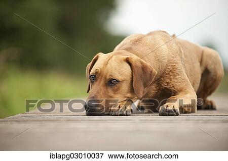 Stock Photo - "Rhodesian Ridgeback mixed breed dog lying on a dock, Germany, Europe". Fotosearch