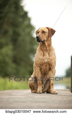 "Rhodesian Ridgeback mixed breed dog sitting on a dock, Germany, Europe" View Large Photo Image Stock Photo - "Rhodesian Ridgeback mixed breed dog sitting on a dock, Germany, Europe". Fotosearch