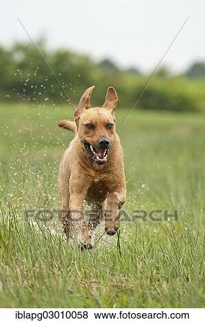Stock Photo - "Rhodesian Ridgeback mixed breed dog running across a meadow, Germany, Europe". Fotosearch