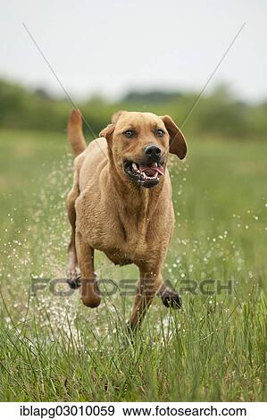 Stock Photo - "Rhodesian Ridgeback mixed breed dog running across a meadow, Germany, Europe". Fotosearch