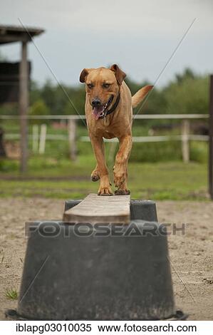 "Rhodesian Ridgeback mixed breed dog balancing on a beam, Germany, Europe" View Large Photo Image Stock Photography - "Rhodesian Ridgeback mixed breed dog balancing on a beam, Germany, Europe". Fotosearch