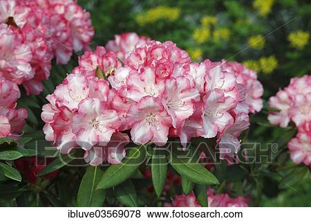 "Rhododendron (Rhododendron), flowering" View Large Photo Image Stock Photo - "Rhododendron (Rhododendron), flowering". Fotosearch