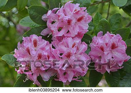 "Rhododendron (Rhododendron """"Furnivall's Daughter""""), Lower Saxony, Germany, Europe" View Large Photo Image Picture - "Rhododendron (Rhododendron """"Furnivall's Daughter""""), Lower Saxony, Germany, Europe". Fotosearch