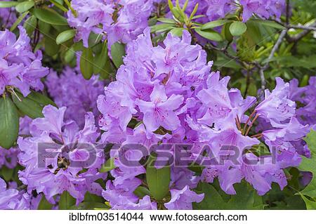 "Rhododendron (Rhododendron sp. ), Black Forest, Baden-Wurttemberg, Germany, Europe" View Large Photo Image Picture - "Rhododendron (Rhododendron sp. ), Black Forest, Baden-Wurttemberg, Germany, Europe". Fotosearch